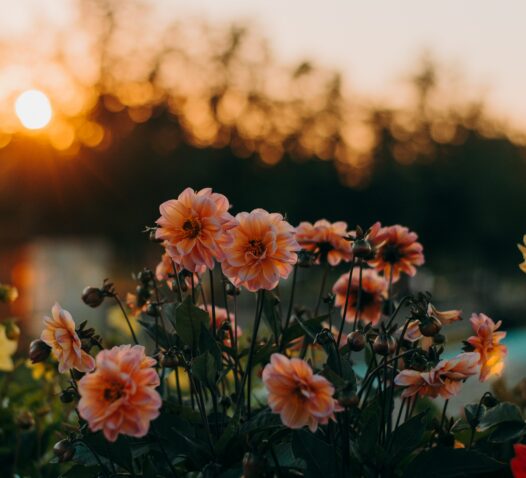 Vackra rosa blommor i förgrunden med en solnedgång i bakgrunden.